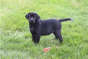 Roosevelt - Labrador Retriever for sale