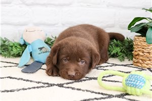 Gideon - Labrador Retriever for sale