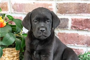 Plato - puppy for sale