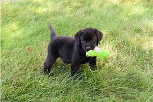 Roosevelt - Labrador Retriever for sale