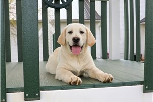 Indigo - Labrador Retriever for sale