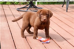Cali - Labrador Retriever for sale
