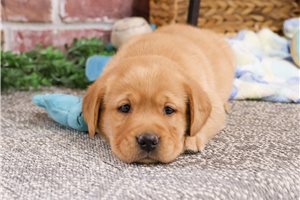 Steve - Labrador Retriever for sale