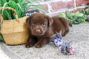 Cleo - Labrador Retriever for sale