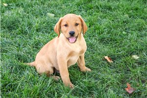 Denzel - Labrador Retriever for sale
