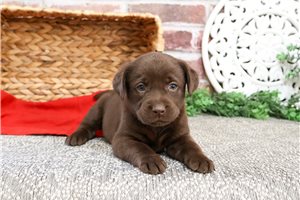 Seda - puppy for sale