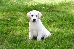 Wendy - Labrador Retriever for sale