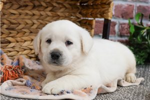 Ivan - Labrador Retriever for sale