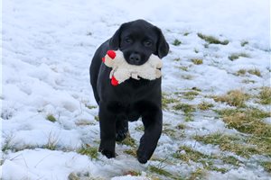 Shadow - Labrador Retriever for sale