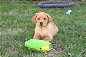 Falcon - Labrador Retriever for sale