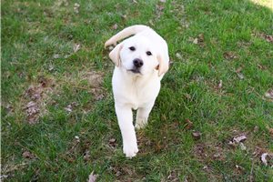 Indigo - Labrador Retriever for sale