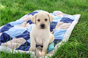 Niles - Labrador Retriever for sale