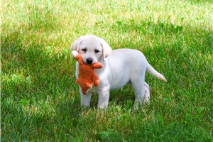 Meeko - Labrador Retriever for sale