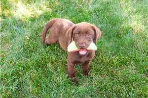Cali - Labrador Retriever for sale