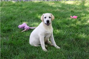 Wendy - Labrador Retriever for sale
