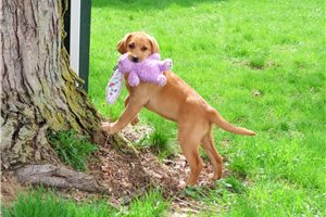 Robin - Labrador Retriever for sale