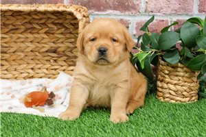 Falcon - puppy for sale