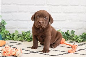 Higgins - Labrador Retriever for sale