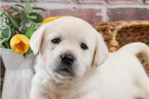 Isaac - puppy for sale