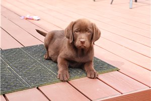 Star - Labrador Retriever for sale