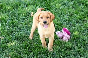 Denise - Labrador Retriever for sale