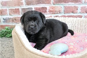Tatiana - puppy for sale