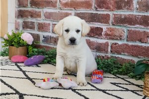 Wendy - puppy for sale