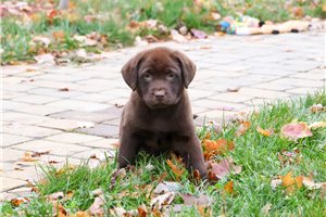 Peaches - puppy for sale