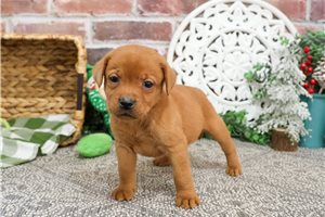 Mahogany - puppy for sale