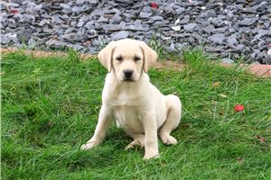Nugget - Labrador Retriever for sale