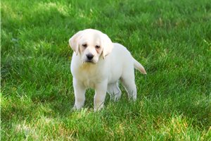 James - Labrador Retriever for sale