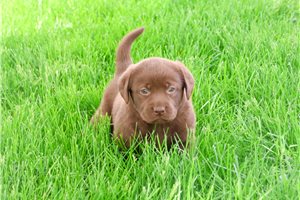 Mila - Labrador Retriever for sale