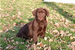Cider - Labrador Retriever for sale