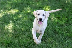 Phillip - Labrador Retriever for sale