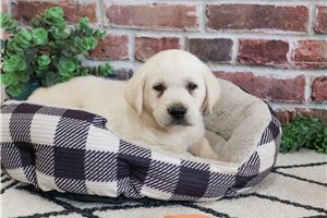 Wyatt - Labrador Retriever for sale