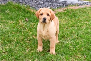 Fletcher - Labrador Retriever for sale