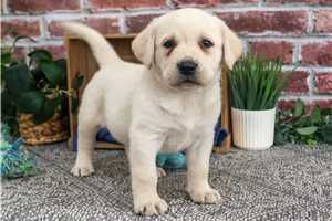 Nugget - Labrador Retriever for sale