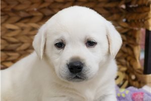 Ingrid - Labrador Retriever for sale