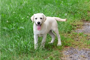 Beast - Labrador Retriever for sale
