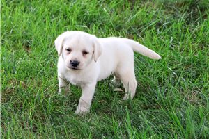 Nole - Labrador Retriever for sale