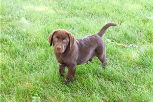 Jase - Labrador Retriever for sale