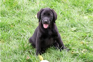 Reynolds - Labrador Retriever for sale