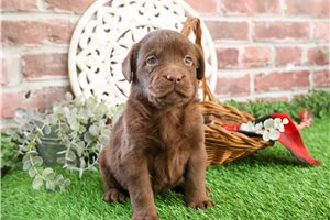 Marie - puppy for sale