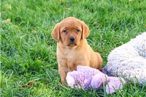 Rizzy - puppy for sale