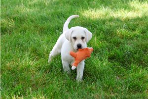 Phillip - Labrador Retriever for sale