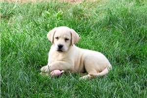 Jelly - Labrador Retriever for sale