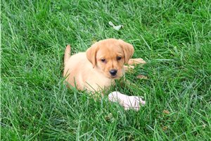 Dewdrop - puppy for sale