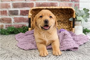 Robin - Labrador Retriever for sale