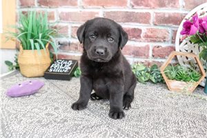 Blanche - Labrador Retriever for sale