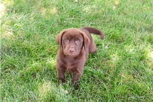 Hershey - Labrador Retriever for sale